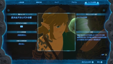 巨大なアカリバナの種